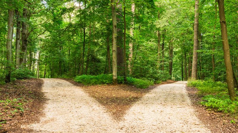 a fork in the road forest scene