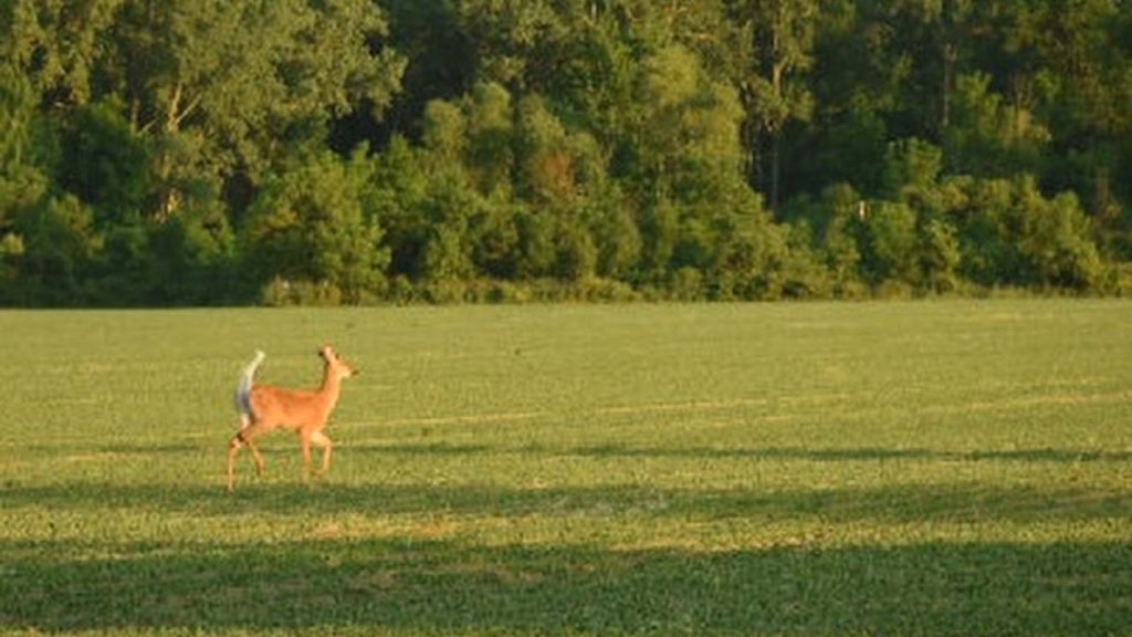 a deer running in the field