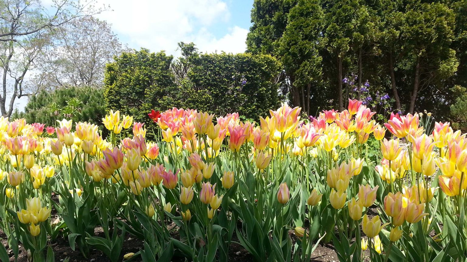 tulips