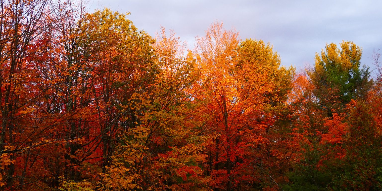 fall-colours