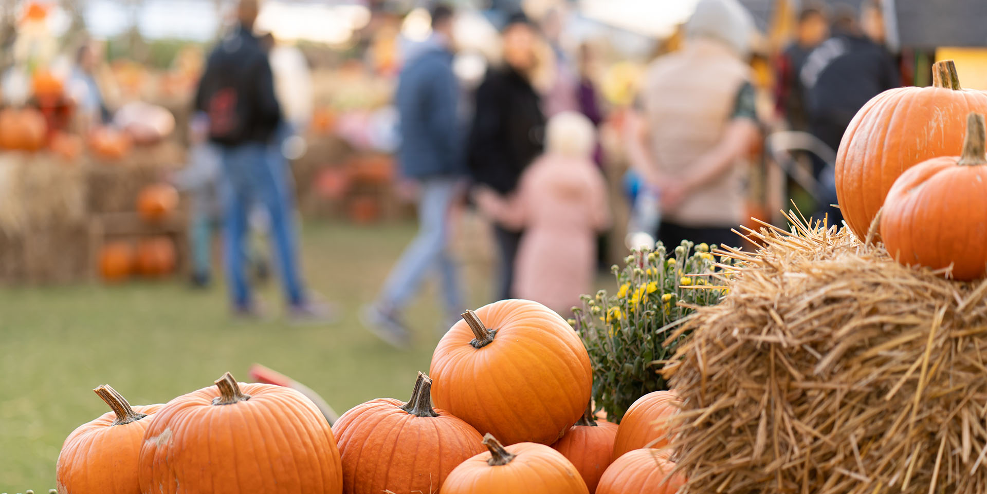 pumpkin patch
